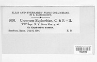 Uromyces euphorbiae image
